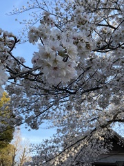 Prunus × yedoensis