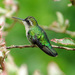 Short-tailed Emerald - Photo (c) Todd Boland, some rights reserved (CC BY-NC), uploaded by Todd Boland