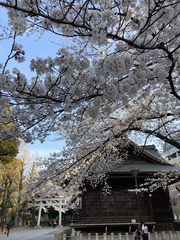 Prunus × yedoensis