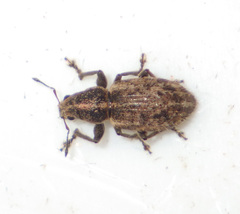 Andrion regensteinense