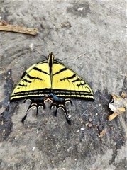 Papilio multicaudata multicaudata