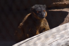 Eulemur collaris