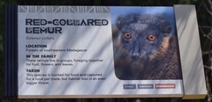 Eulemur collaris
