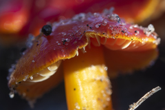 Hygrocybe polychroma