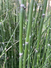Equisetum hyemale