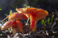 Hygrocybe polychroma