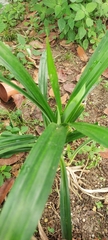 Pandanus amaryllifolius
