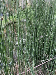 Equisetum hyemale