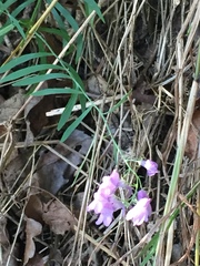 Linaria purpurea