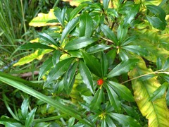 Daphne arisanensis