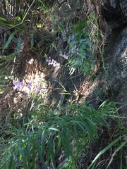Linaria purpurea