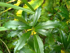 Daphne arisanensis