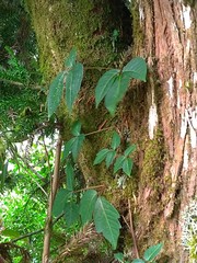 Toxicodendron orientale