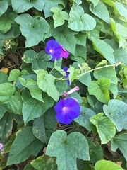 Ipomoea indica