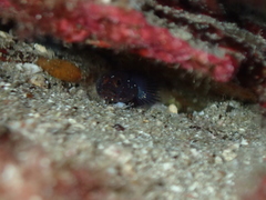 Vanneaugobius canariensis