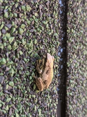 Litoria quiritatus