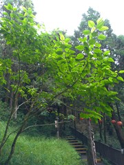 Clerodendrum trichotomum