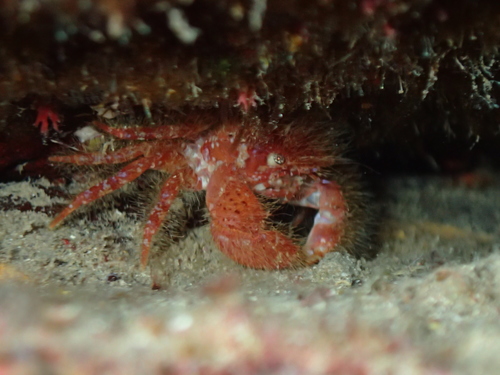 longspine hairy crab