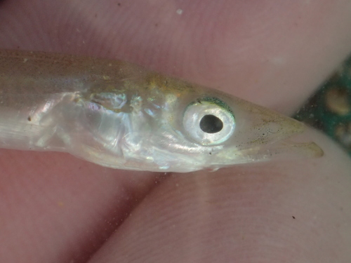 Lesser Sand Lance