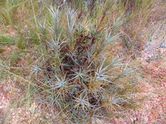Dracophyllum oliveri