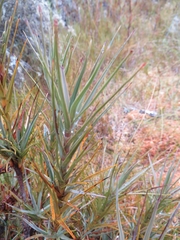 Dracophyllum oliveri