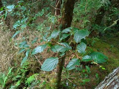 Hydrangea anomala