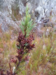 Dracophyllum oliveri