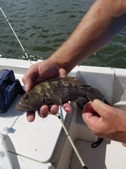 Centropristis striata