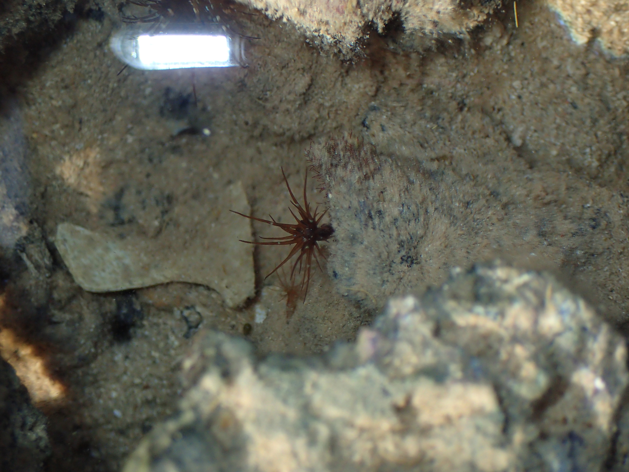 Aiptasia amarilla
