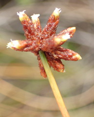 Isolepis costata