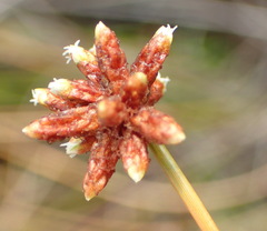 Isolepis costata