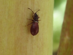 Oxycarenus arctatus