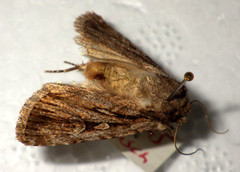 Dichagyris signifera