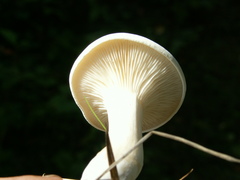 Clitocybe nebularis alba