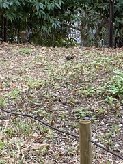 Spodiopsar cineraceus