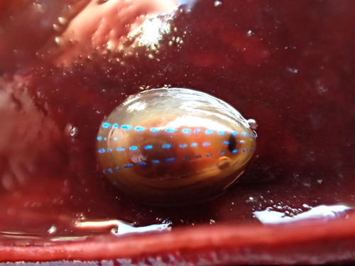 Patella pellucida