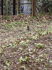 Spodiopsar cineraceus