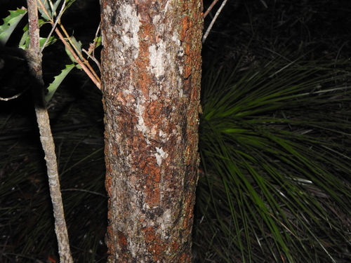 Image of Xylomelum salicinum by (c) Greg Tasney, some rights reserved (CC BY-SA)