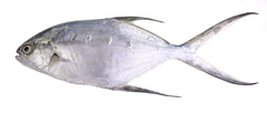 Trachinotus coppingeri