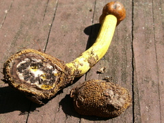 Elaphomyces muricatus