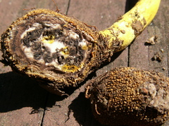 Elaphomyces muricatus