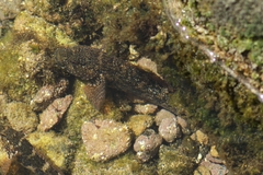Mauligobius maderensis
