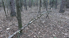 Catathelasma ventricosum