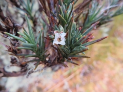 Dracophyllum oliveri