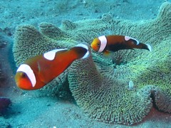 Amphiprion polymnus