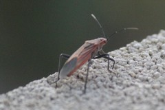 Leptocoris mitellatus