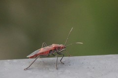 Leptocoris mitellatus