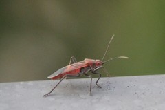 Leptocoris mitellatus