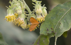 Eudulophasia invaria