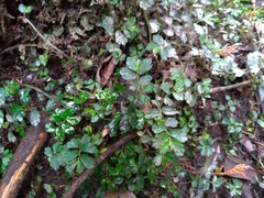 Elatostema obtusum trilobulatum